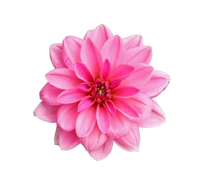 Flower of pink dahlia, isolated on white closeup