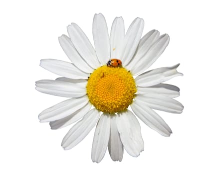 Flower of oxeye daisy (leuchanthemum vulgare) isolated on white background, closeup