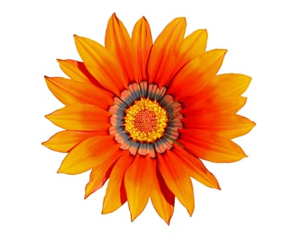 Flower of orange gazania, isolated on white closeup
