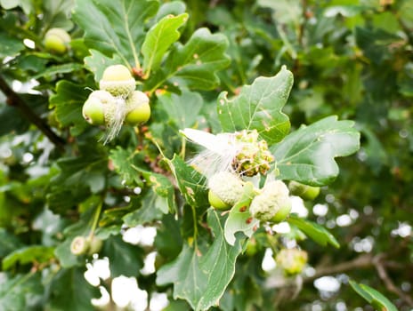 growing green acorns swaying in a tree in autumn  UK