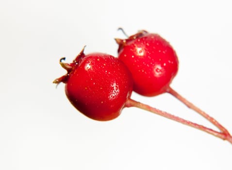 two close up wet water dew droplet red hawthorn berries Crataegus on white background in studio  UK