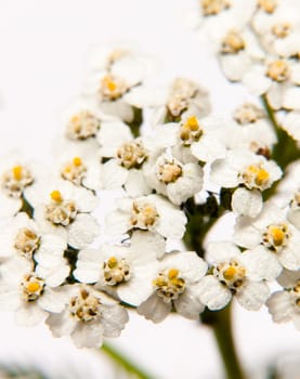 close up of white cow parsley flower with water dew droplets petals on white background yarrow  UK