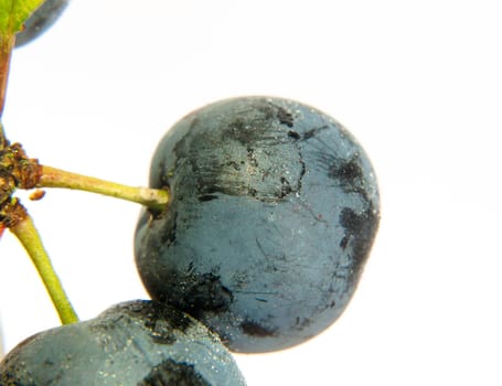 close up of sloe berry on white background with water dew droplets wet Prunus spinosa  UK