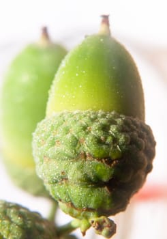 close up of green acorn on white background in studio wet water dew droplets Willow Oak, Quercus phellos  UK