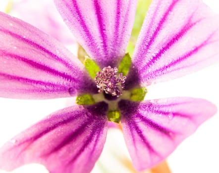 pink common mallow Malva sylvestris up close on white background with water dew droplets  UK