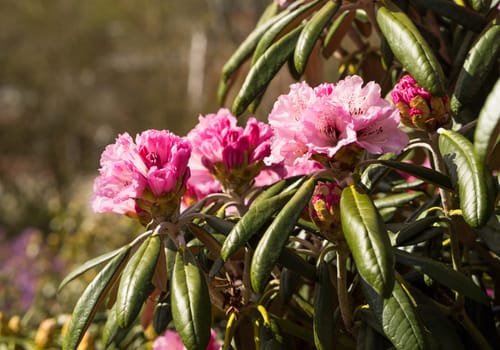 Rhododendron aganniphum flowers in full bloom in spring with beautiful decorative bright pink flowers