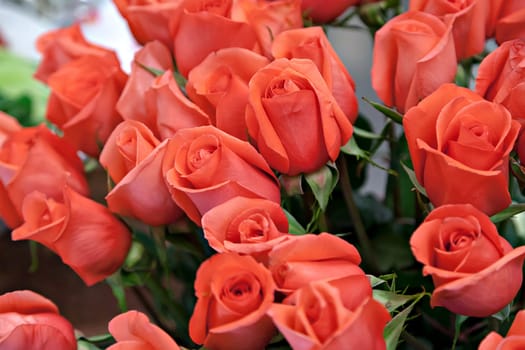 Background image of flowers, buds of pink roses