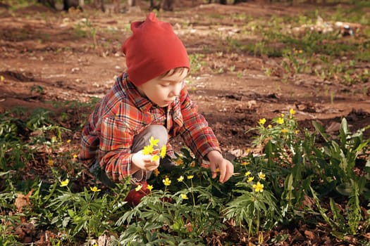 Happy cute little baby on a green grass lawn with blooming yellow flowers on a sunny spring or summer day. A child playing among the pines. A little boy dreams and rests collecting a bouquet.