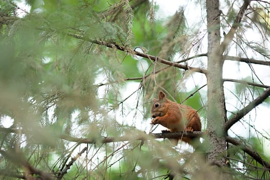 Squirrel red fur funny pets autumn forest on background wild nature animal thematic Sciurus vulgaris, rodent