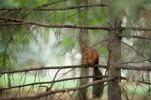 Squirrel red fur funny pets autumn forest on background wild nature animal thematic Sciurus vulgaris, rodent