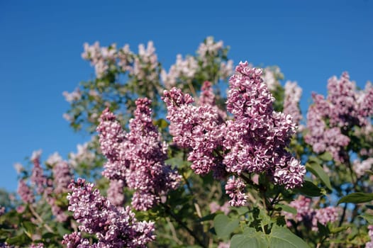 lilac flowers with green leaves in sunny spring day.