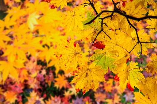 The beautiful conlorful maple leaf vibrant tree in Japan travel autumn season, Japan