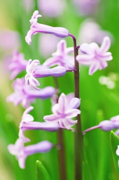 Hyacinth flowers in the grass at spring.