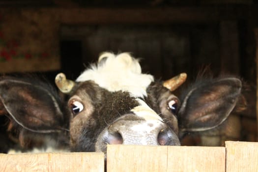 The cow with big frightened eyes looks out of the stall