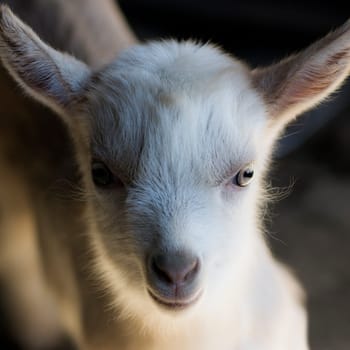 Portrait about a young white goat on dark background.
