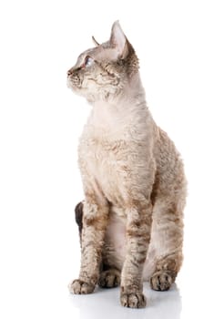 pets, domestic and animals concept - cat on white