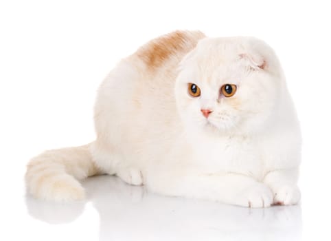 pets, domestic and animals concept - cat on white