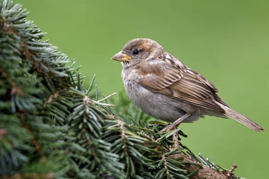 Young house sparrow