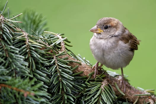 Young house sparrow