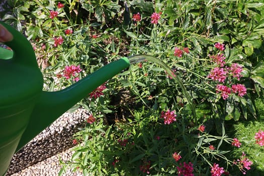 Summery flower watering with the watering can. A woman waters her flowers and the garden when it is dry