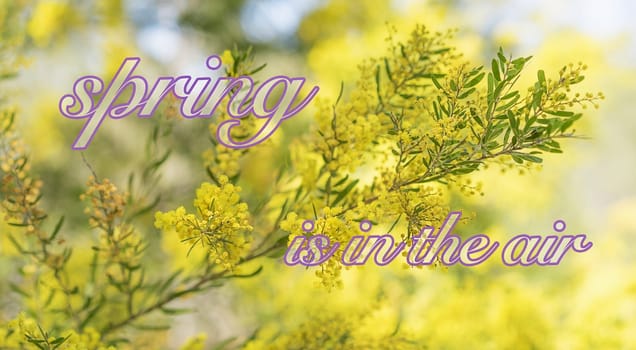 Spring time in Australia with yellow wattle flowers blossoming and bokeh background and text ‘spring is in the air’