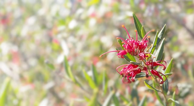 Australian flower Grevillea condolences background with bokeh copy space