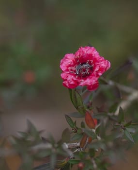 Ruby red flower of Leptospermum Burgundy Queen on dark background suit condolences card