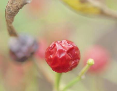 Red ball chilli pepper in example of minimalist photography