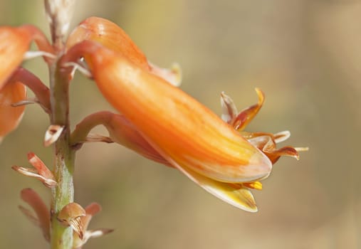 Macro of aloe vera flower close up with detail