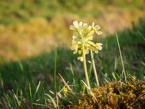 Ground-level view of a small true keyflower (Primula veris) on moss. Location: Allgäu in Bavaria in April 2016.