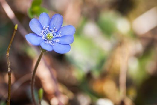 Monotonous flowers of the herbaceous growing common liverwort (Hepatica nobilis).. Location: East Allgäu near the town of Füssen