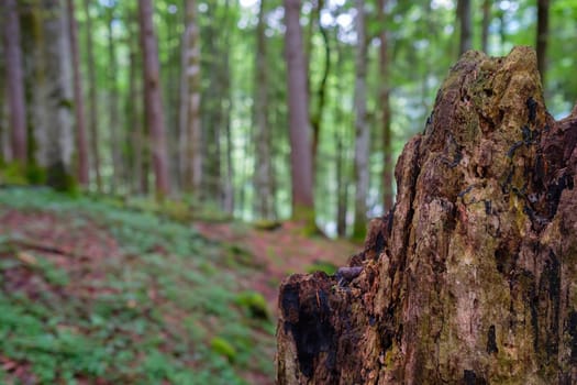 Felled tree trunk of a beech tree in the beech forest in the Allgäu