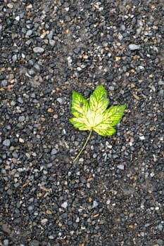 Maple leaf green and yellow on the floor of a hiking trail
