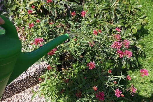 Summery flower watering with the watering can. A woman waters her flowers and the garden when it is dry