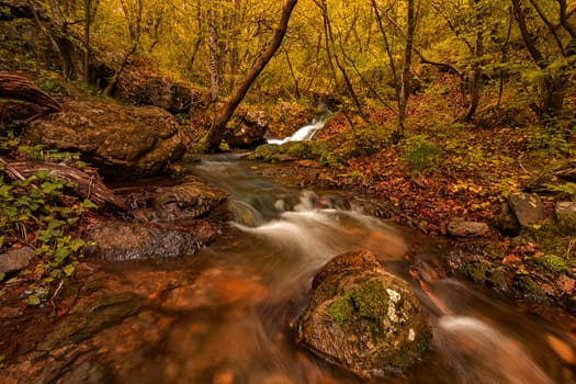 A wild forest with trees and a river. Long exposure