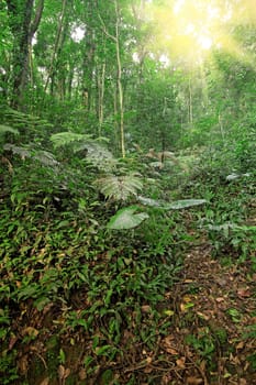tree forest during spring