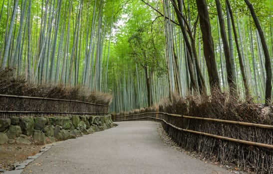 Walking path and green bamboo forest at Arashiyama touristy district, Kyoto prefecture in Japan