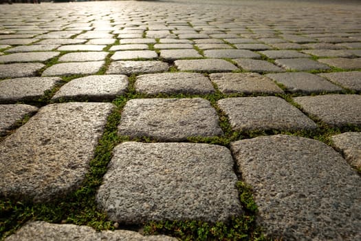 Cobblestones with cobblestones and moss on the Neumarkt in Dresden
