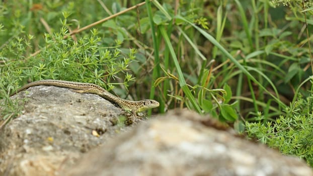 Male fence lizard (Lacerta agilis) on stone