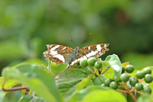 Small kingfisher (Limenitis camilla) on dogwood