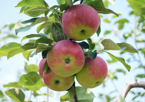 apple tree orchard organic fruits fresh agriculture summer harvest