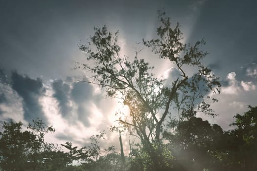 View of trees in the sun with dramatic sky background