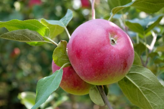 organic apple picking in tree paulared healthy organic fruit