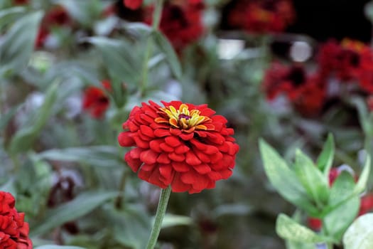 zinnia flower red blossom close up pollen