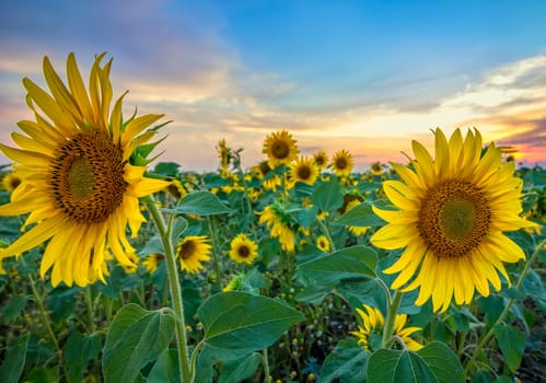 field of blooming sunflowers on a background sunset.