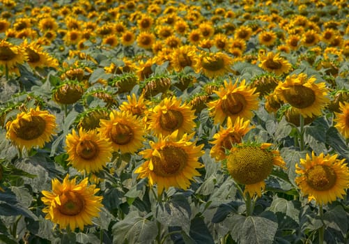 Sunflower field landscape. field of blooming sunflowers  Sunflower natural background