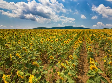 beauty lines of sunflower field over cloudy blue sky