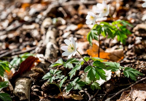 Spring beams beautiful white anemones popping up the forest floor between winter's remains of brown autumn leaves