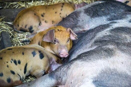 spotted Piglets in the pig trail sleeping in the straw and suckling the mother sow