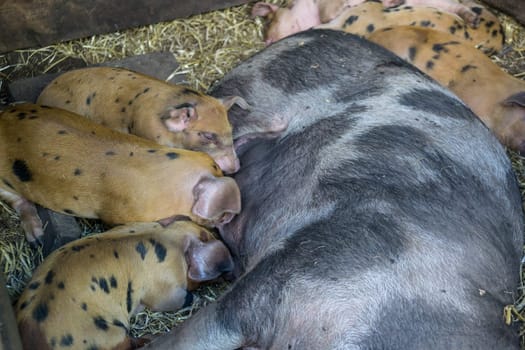 spotted Piglets in the pig trail sleeping in the straw and suckling the mother sow